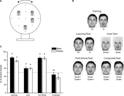 Does Holistic Processing Require a Large Brain? Insights From Honeybees and Wasps in Fine Visual Recognition Tasks